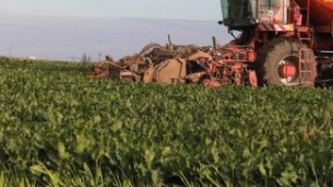 Over 40% of area under sugar beets harvested in Belarus