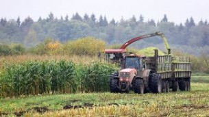 Some 6.5% of land under maize left to harvest in Belarus