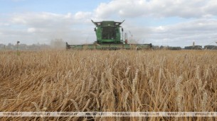Almost 8m tonnes of grain harvested in Belarus