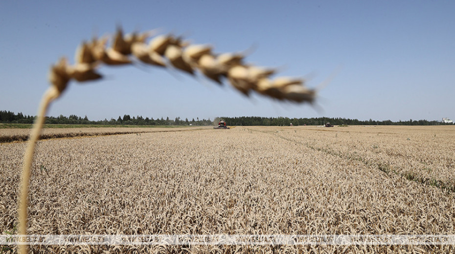 Belarus harvests 7m tonnes of grain