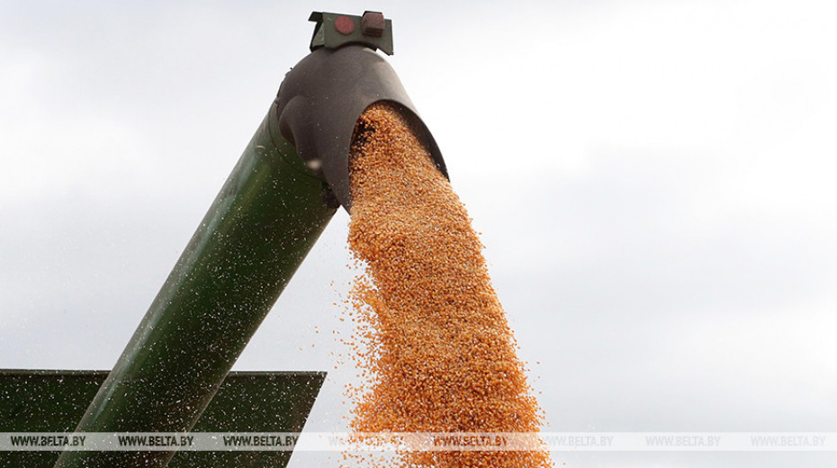 Belarus' corn harvest over 1.9m tonnes