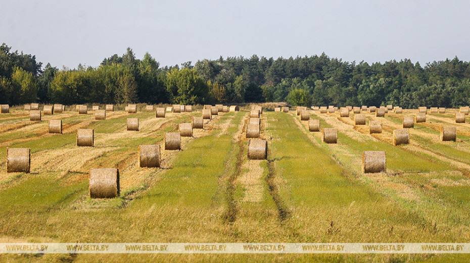 Some 97% of area under grain, leguminous crops harvested in Belarus