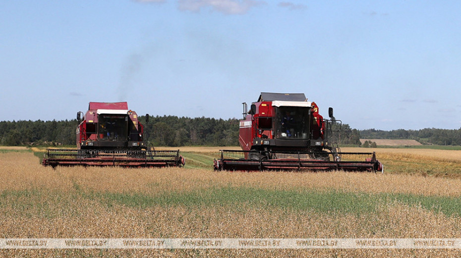 Over 4m tonnes of grain, including rapeseed, harvested in Belarus