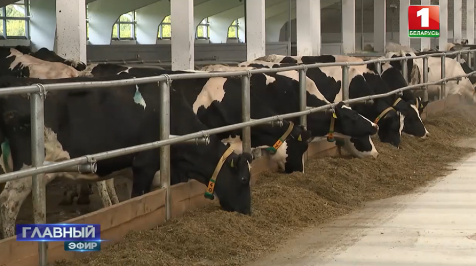 Около 80 молочно-товарных комплексов планируется ввести в этом году в Беларуси