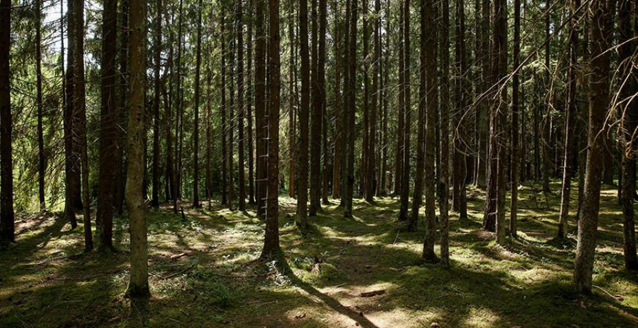 Ограничения и запреты на посещения лесов введены в 25 районах Беларуси