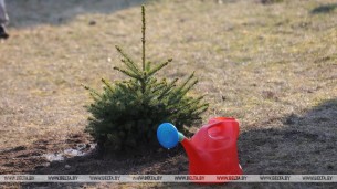 Более 23 млн деревьев высажено в Беларуси во время 